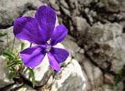 65 Una bella Viola di Duby (Viola dubyana) ci annuncia la vetta !
